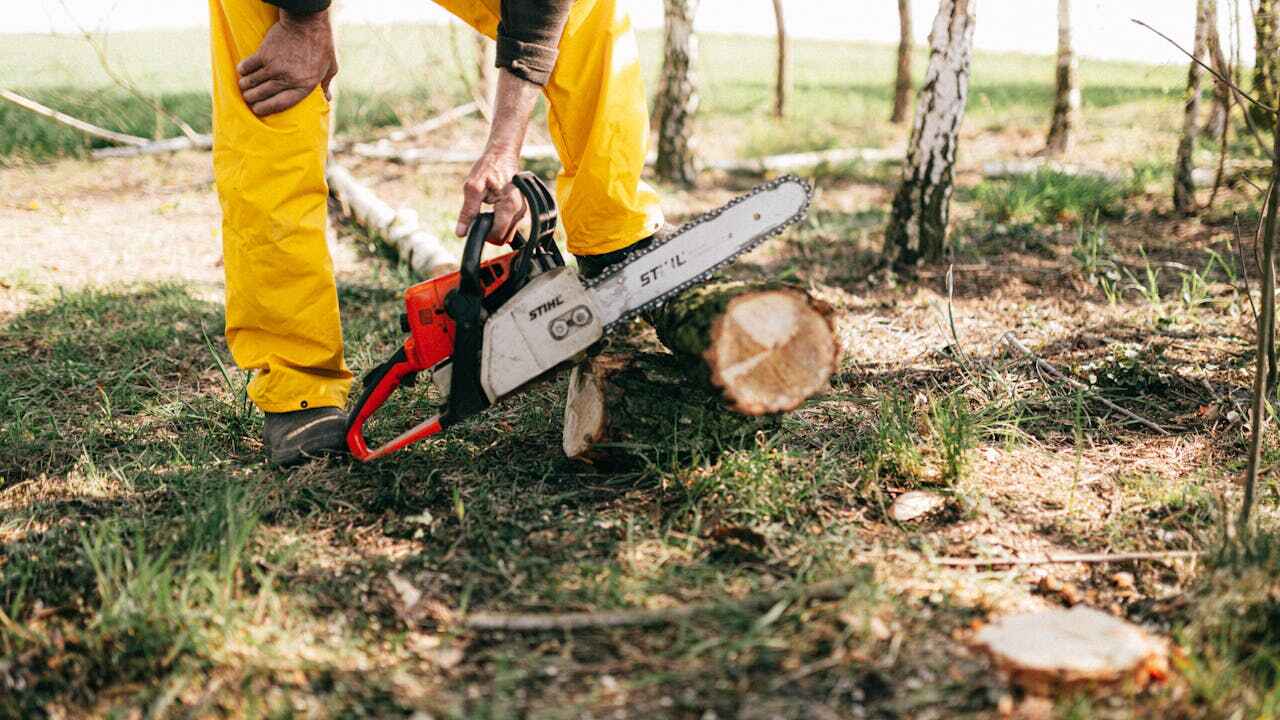 Emergency Storm Tree Removal in Shorewood, MN